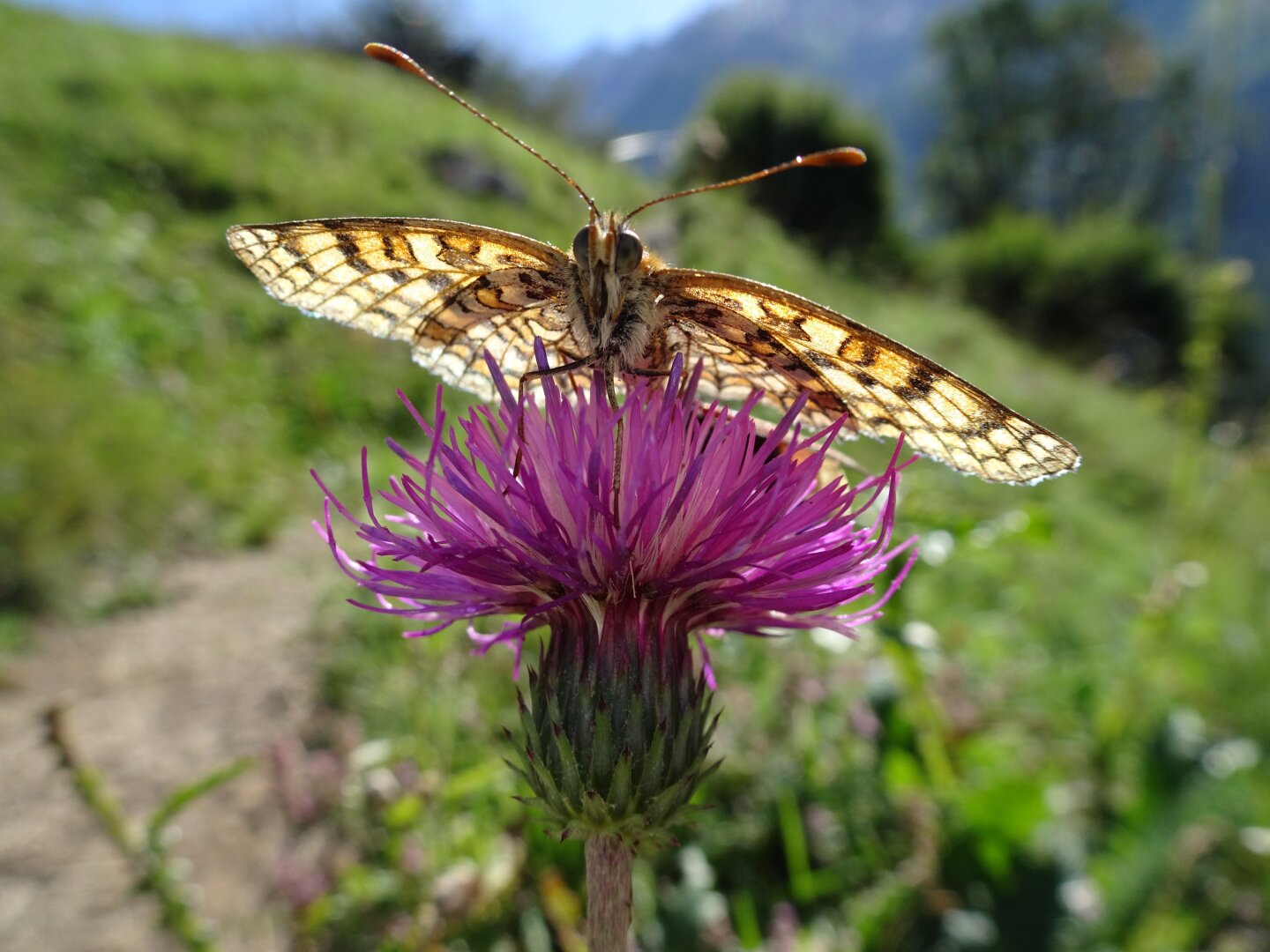 A Variegated fritillary sitting on a cotton thistle, facing the camera, in front of a blurred mountain landscape