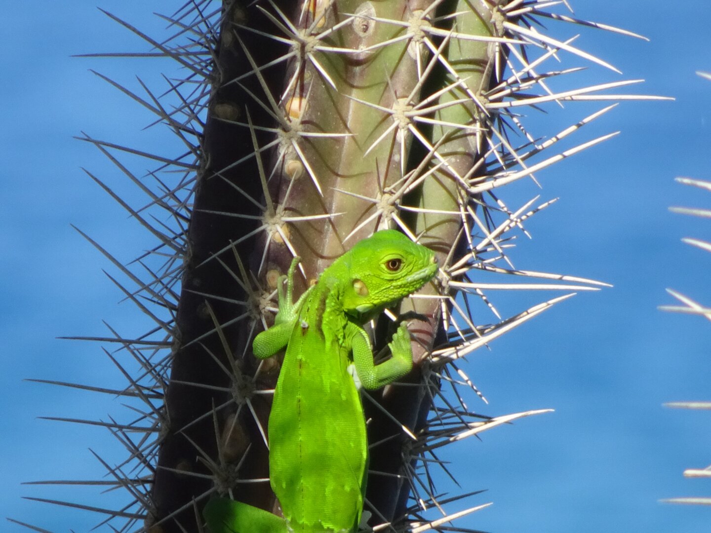 A young green iguana climbing on a cactus in front of the sea.