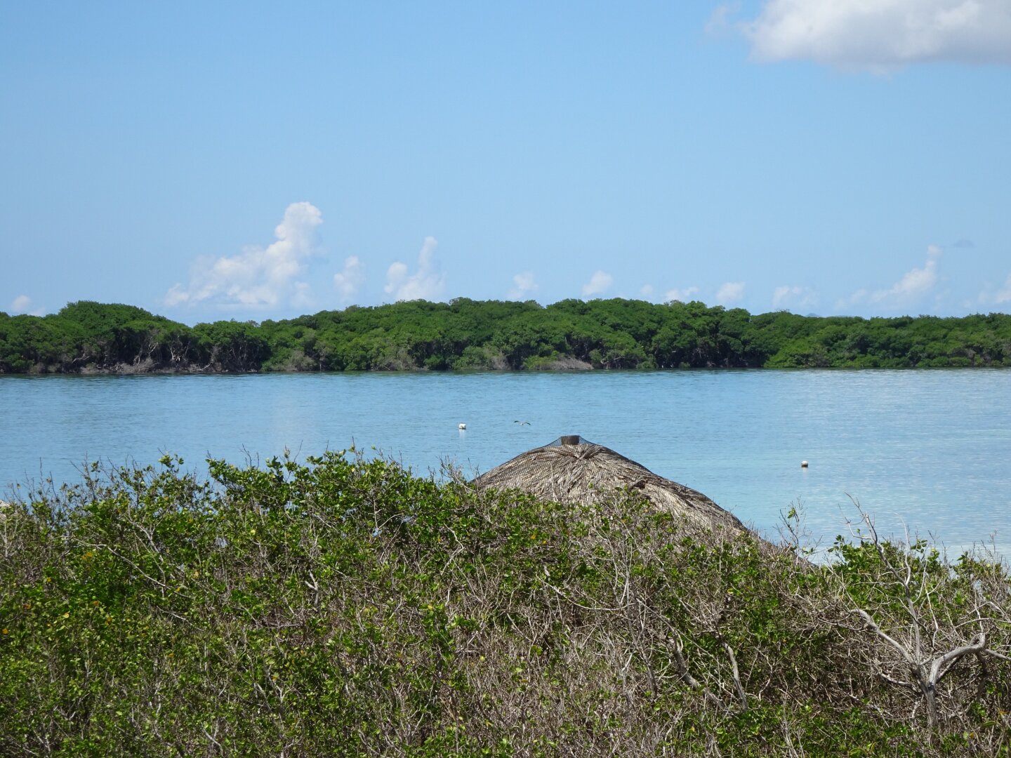 A bay surrounded with mangroves on Bonaire