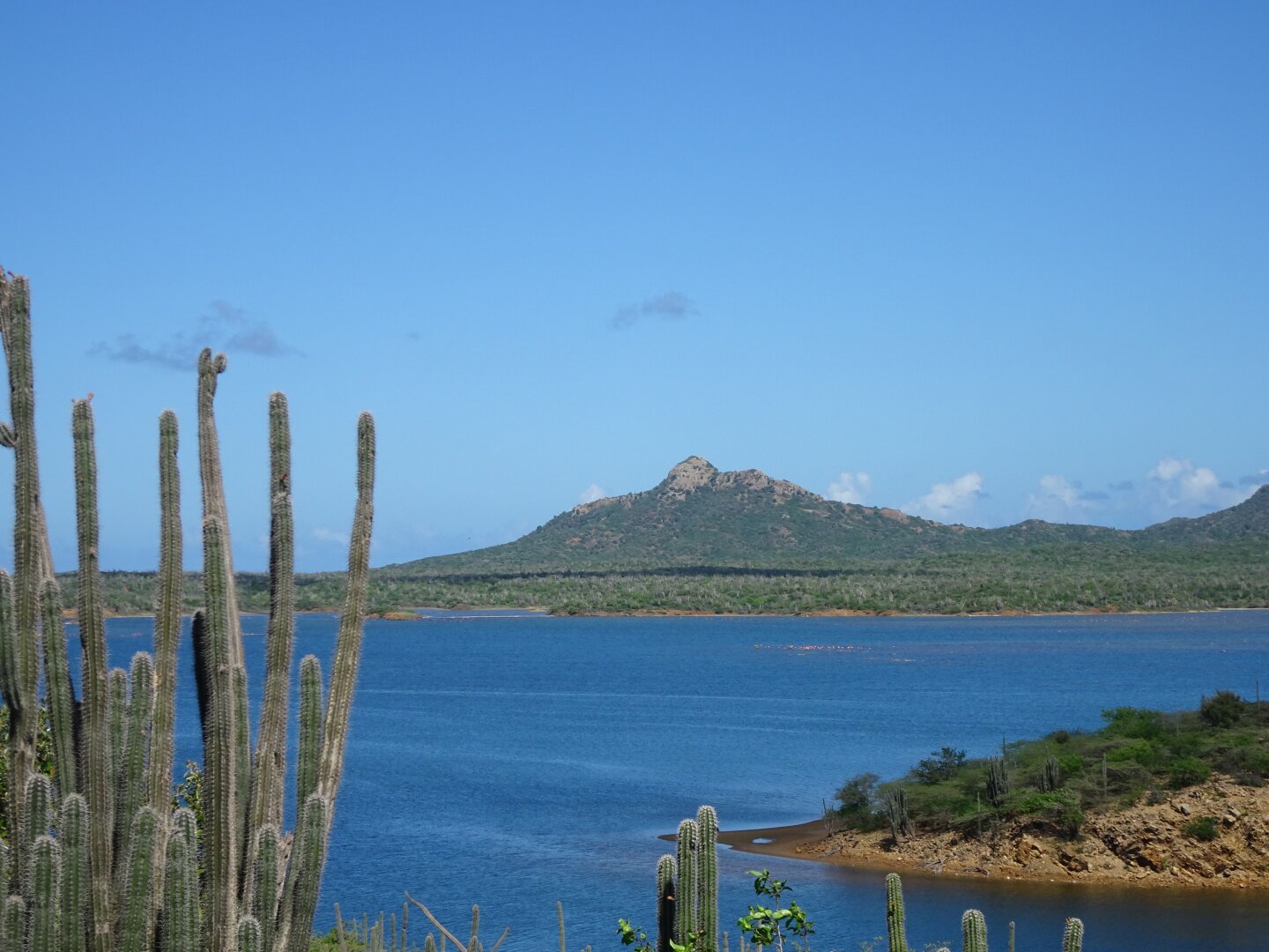 View of a mountain over a lake with a large cactus in the foreground.