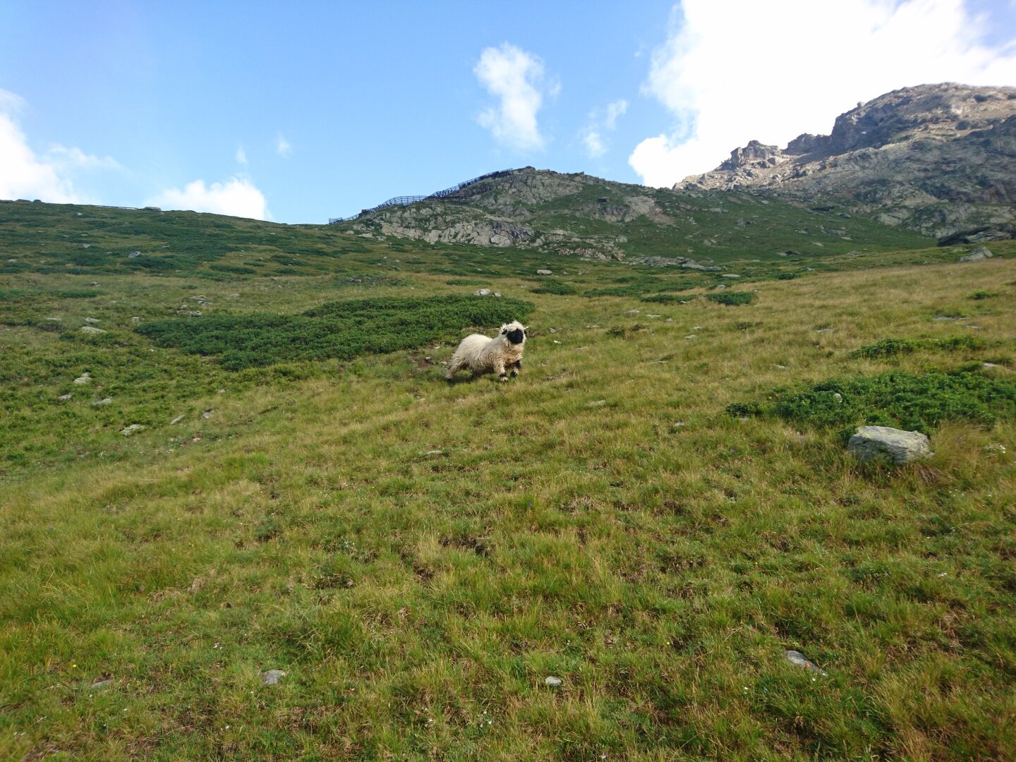 Valais Blacknose (sheep) running towards the camera on a mountain meadow