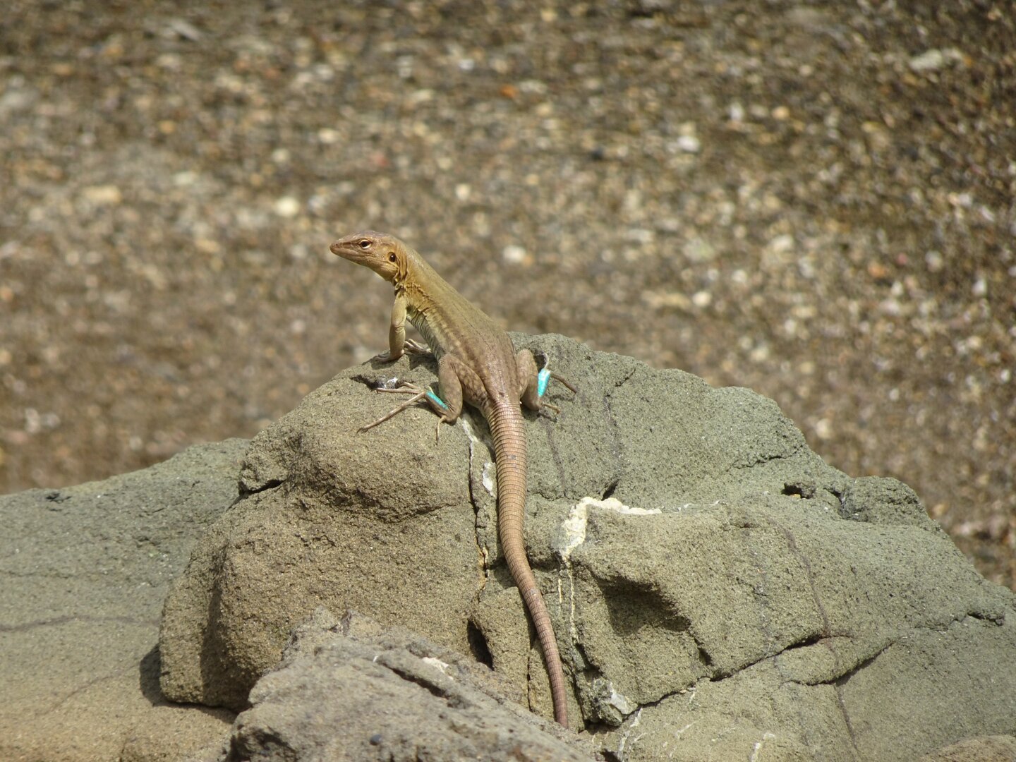 A female Bonaire Whiptail Lizard sitting on a large rock.