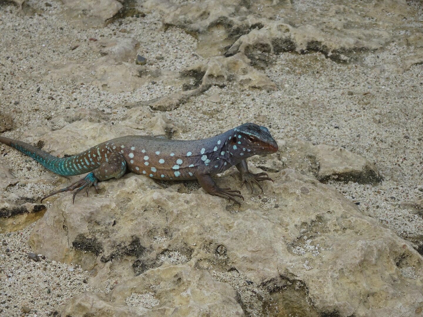 A male Bonaire Whiptail Lizard sitting on a rock.