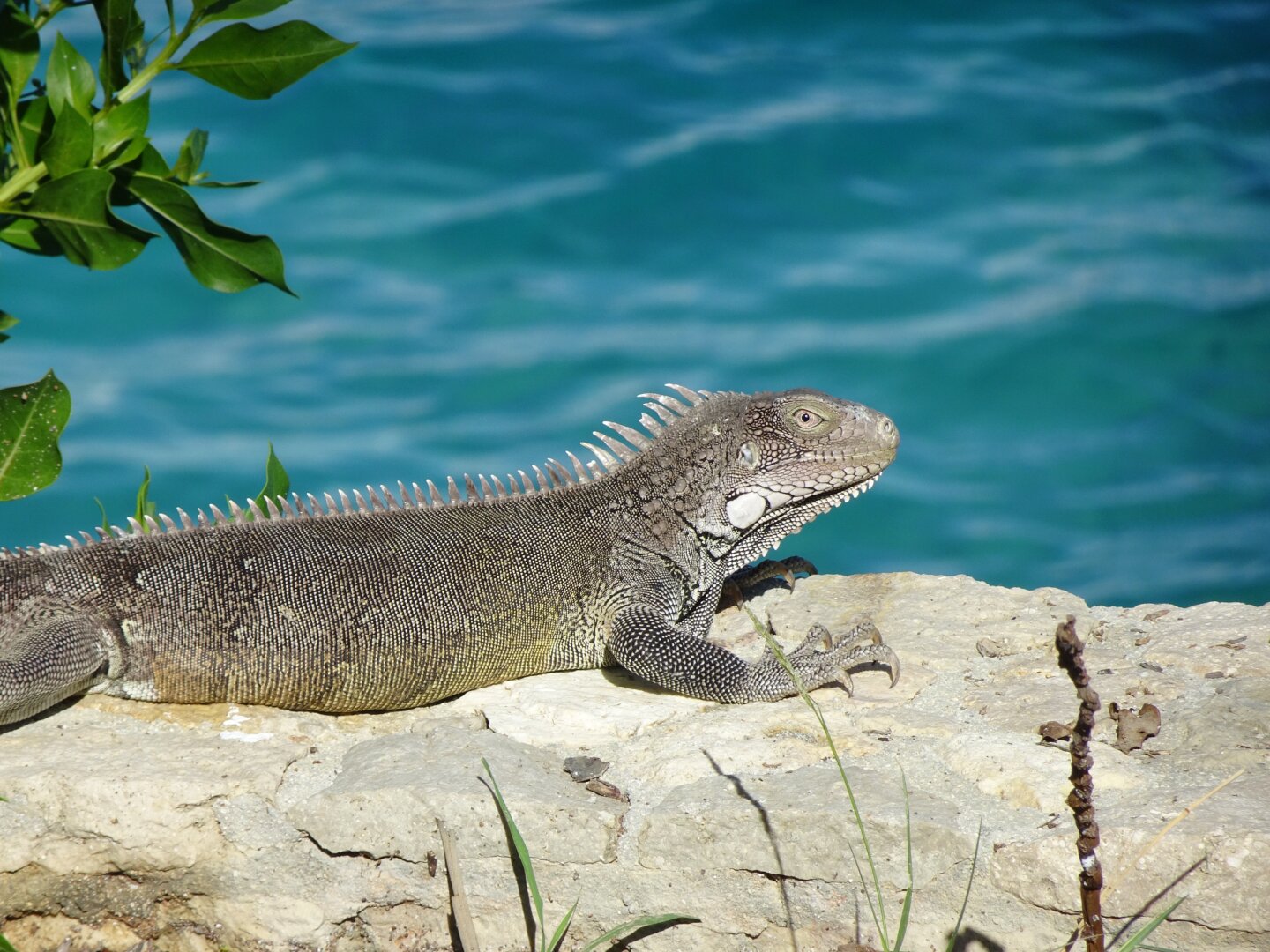 A grown green iguana sitting on a small wall in front of the sea.