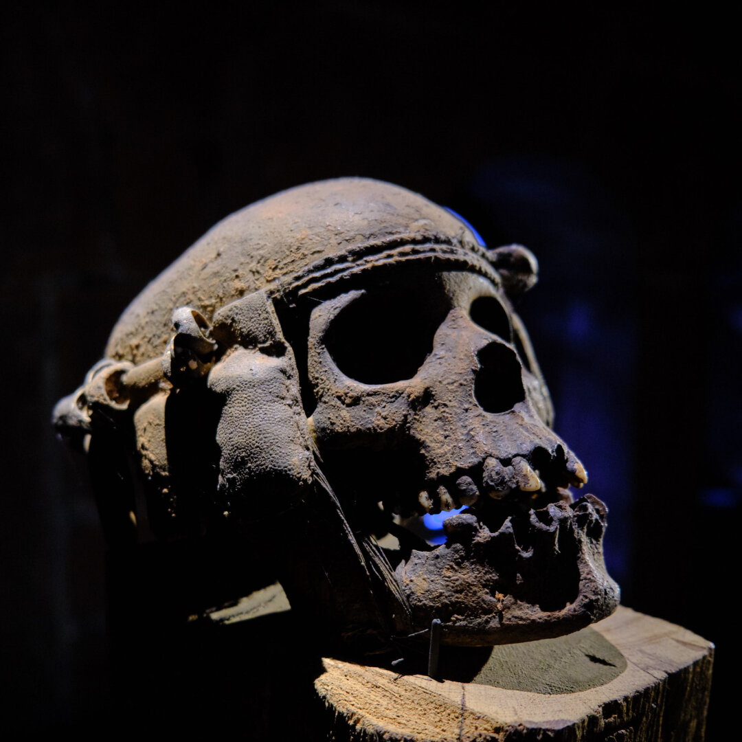 Skull in vodou Museum in Strasbourg