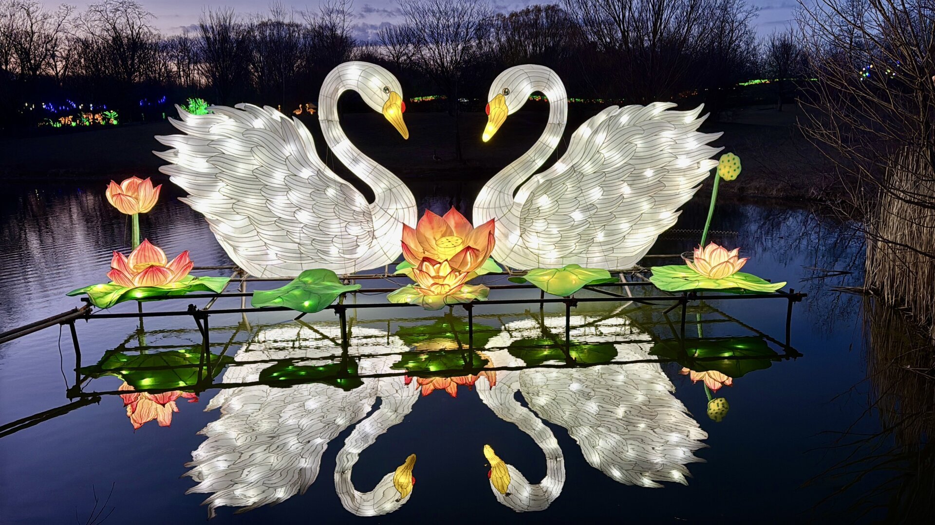Lighted sculpture of two swans facing each other reflected in a pond below.