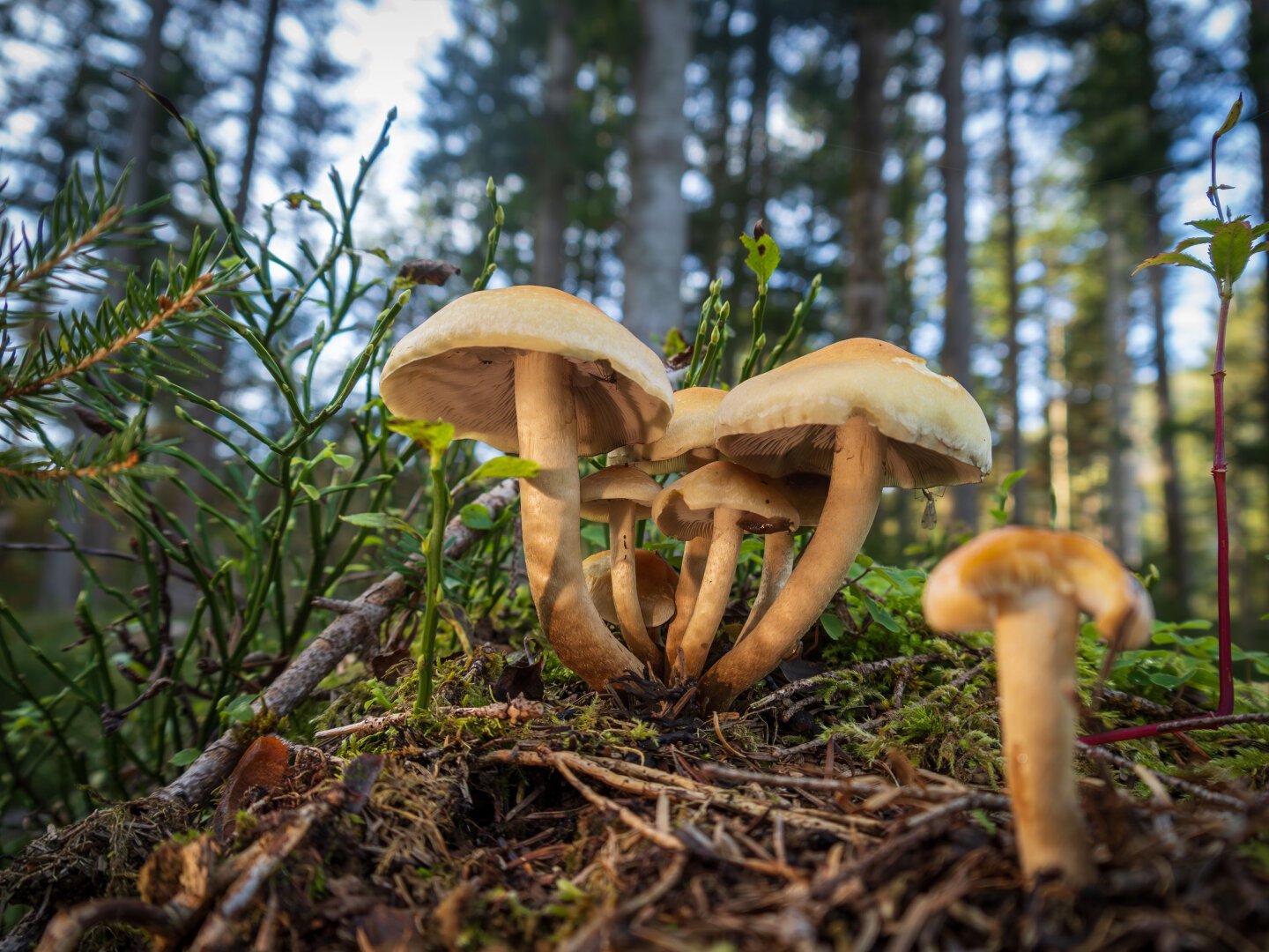 🍄✨ Magie des Waldes ✨🍄 Wer braucht schon Fantasy-Welten, wenn die Natur solche Wunder erschafft? 🌿📸 Diese Pilze sehen aus wie kleine Schirme in einem verborgenen Märchenwald. 🌲💚 Die perfekte Kulisse für kleine Waldbewohner – oder vielleicht Feen? 🧚‍♂️✨ 📍 Gefunden im Wald 🌳 📷 Makrofotografie vom Feinsten 🏞️ 💬 Was denkst du – essbar oder lieber nur zum Anschauen? 🤔👇#Pilze #Makrofotografie #Naturwunder #Waldbaden #Herbstzauber #Naturverbunden #MoosLiebe #ForestVibes #FaszinationNatur