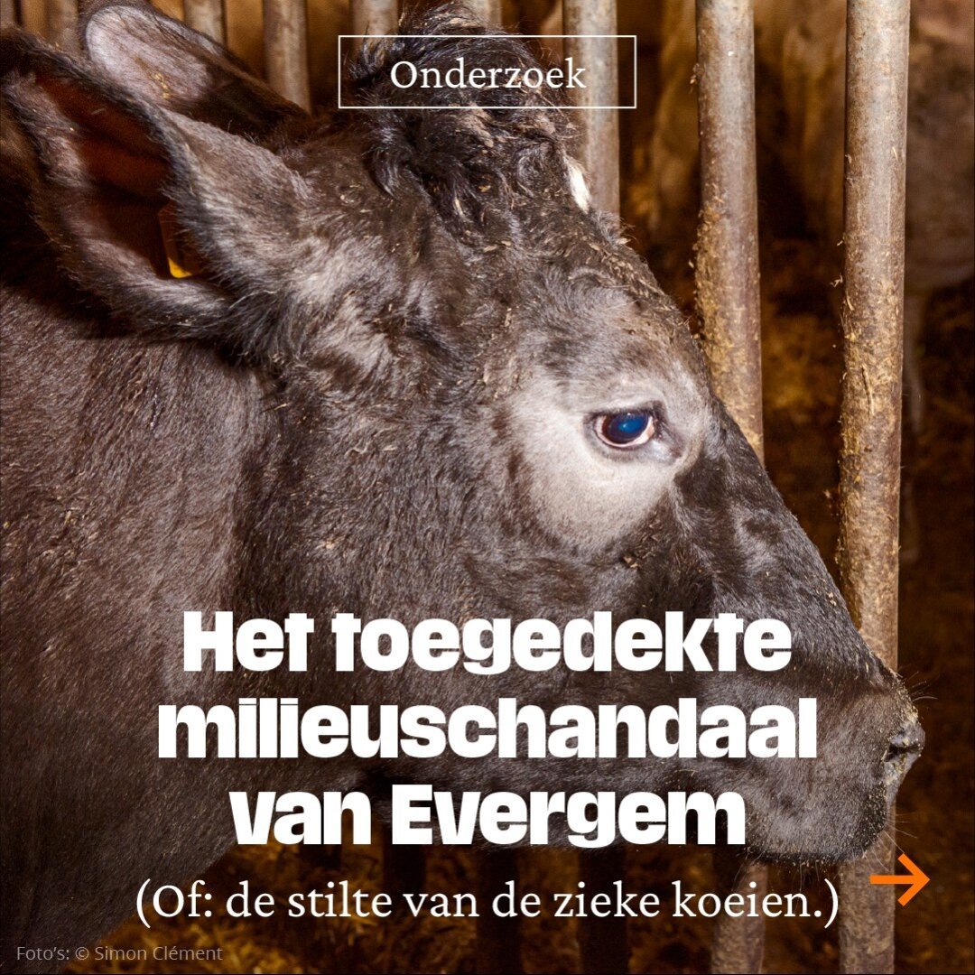 Het toegedekte milieuschandaalvan Evergem
(Of: de stilte van de zieke koeien.)