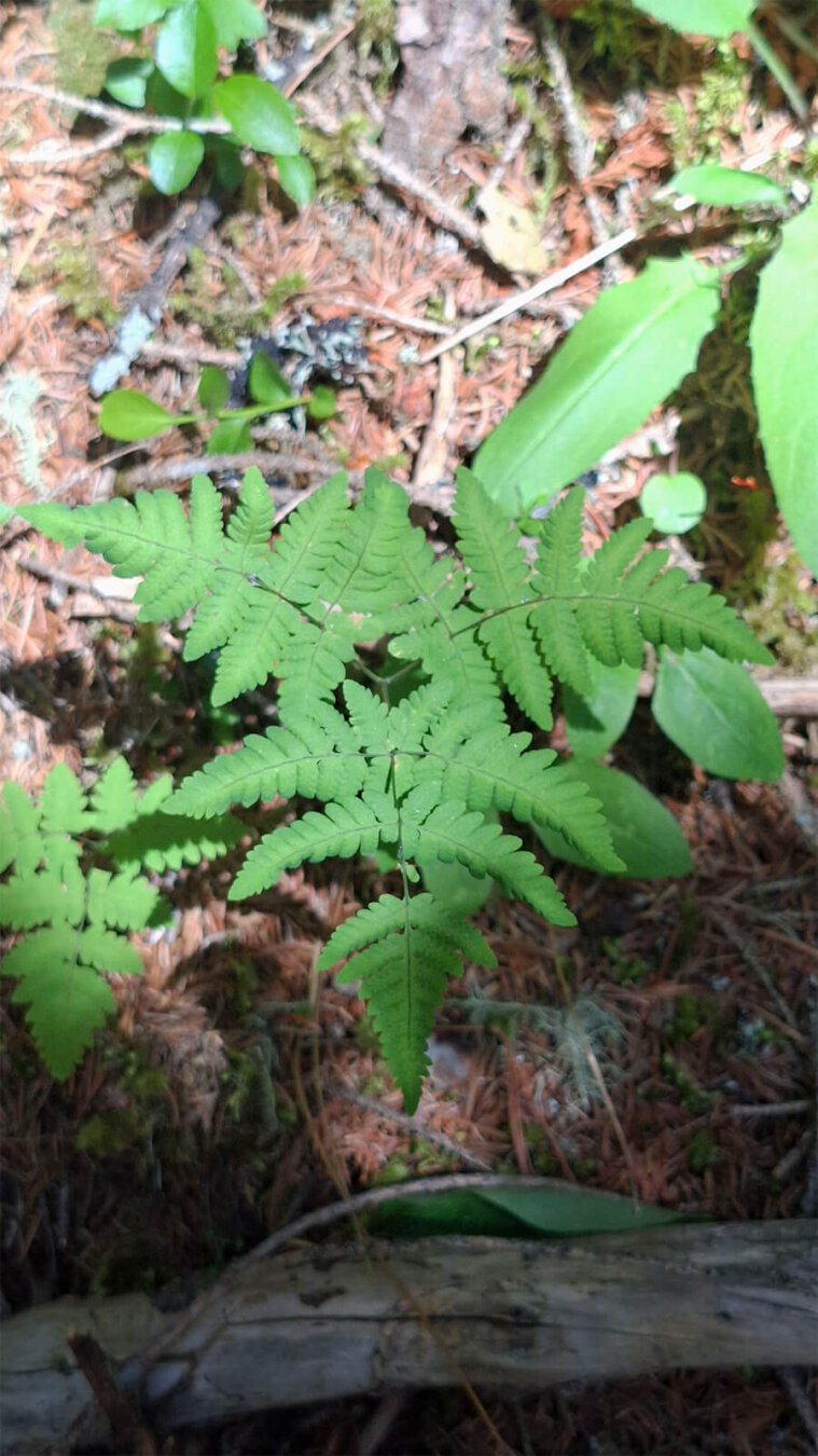 Three green fronds of an oak fern (Gymnocarpium dryopteris) on a forest floor with pine needles, twigs, moss, and tree moss in the background.