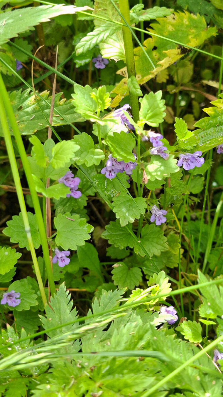 Many small purple lip-shaped flowers of ground ivy (Glechoma hederacea) with small, rounded, heart-shaped leaves arranged in opposite pairs. In the background, stinging nettles and larger