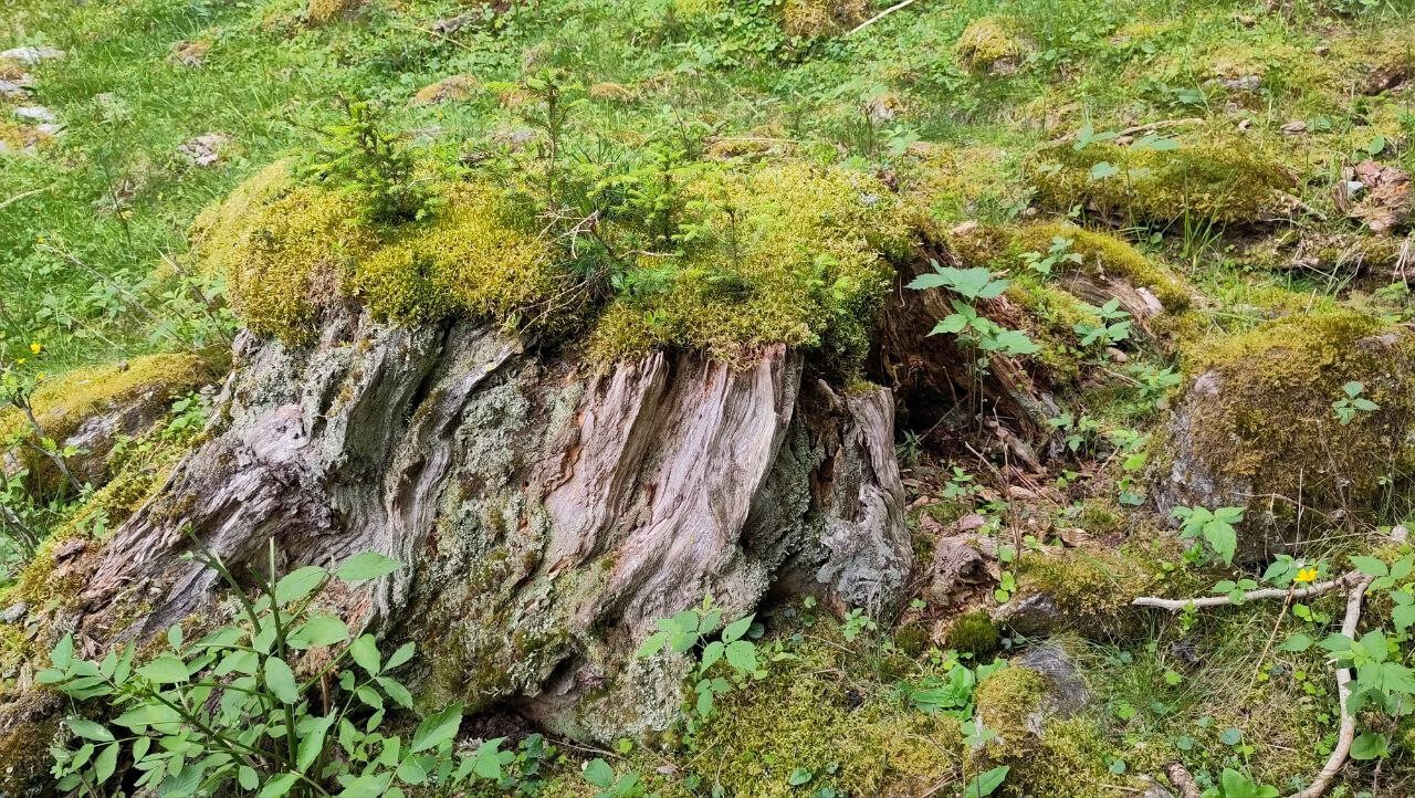 rotting tree stump mosses lichens