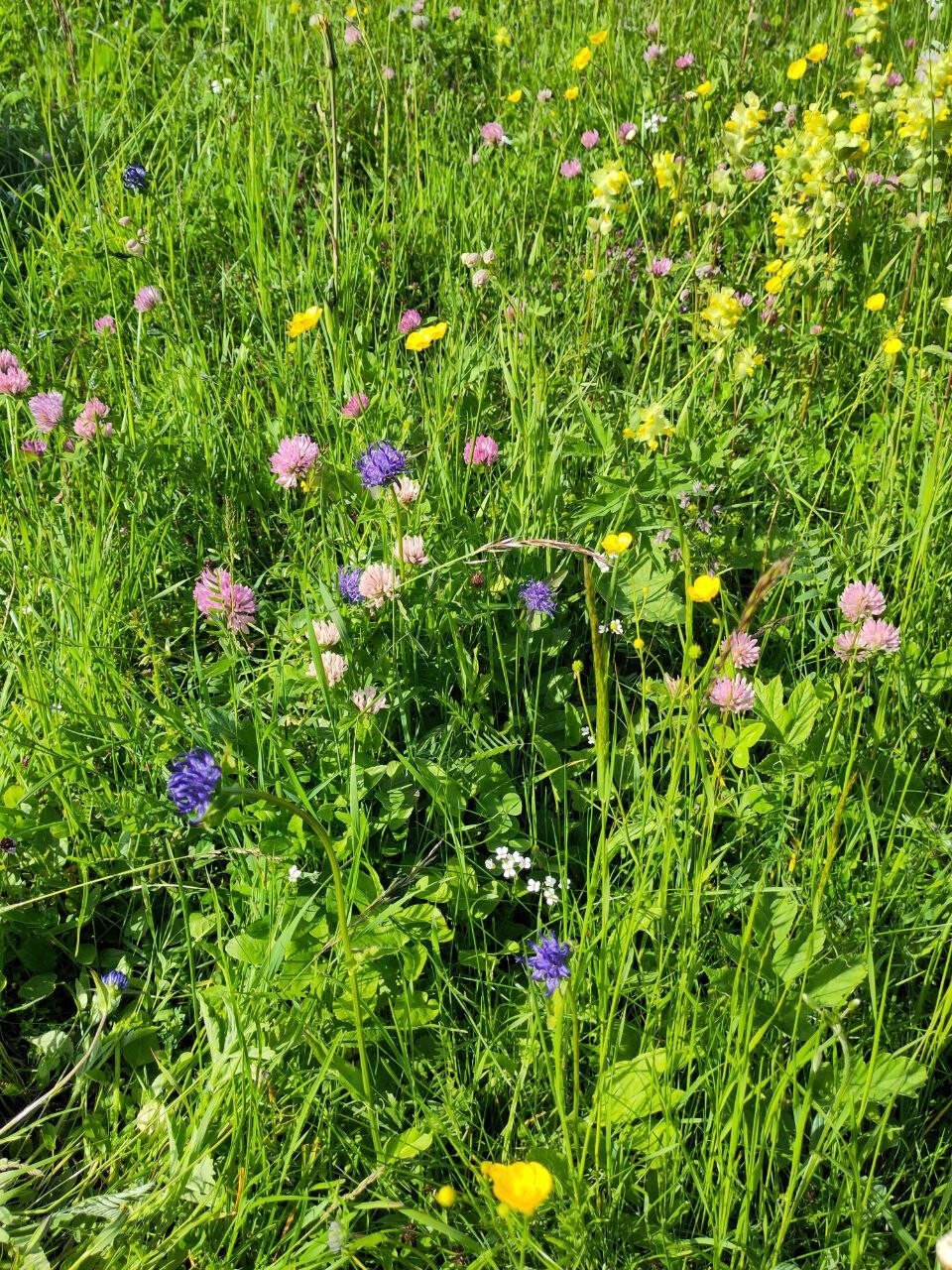 alpine meadow flowers plants