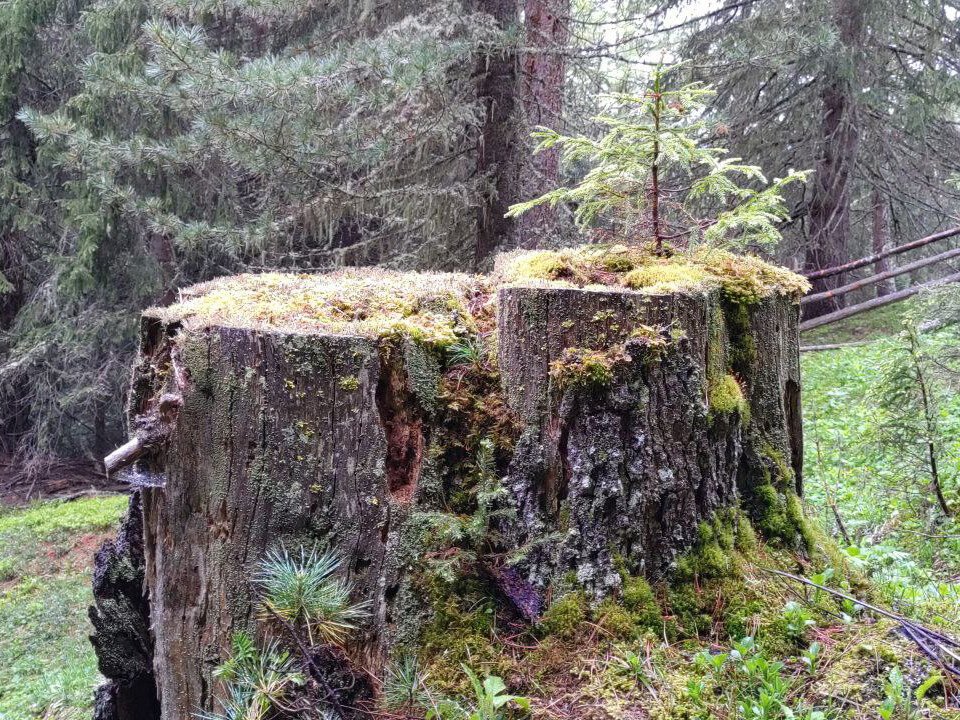 rotting tree stump in the woods with mosses, lichens and tiny new trees