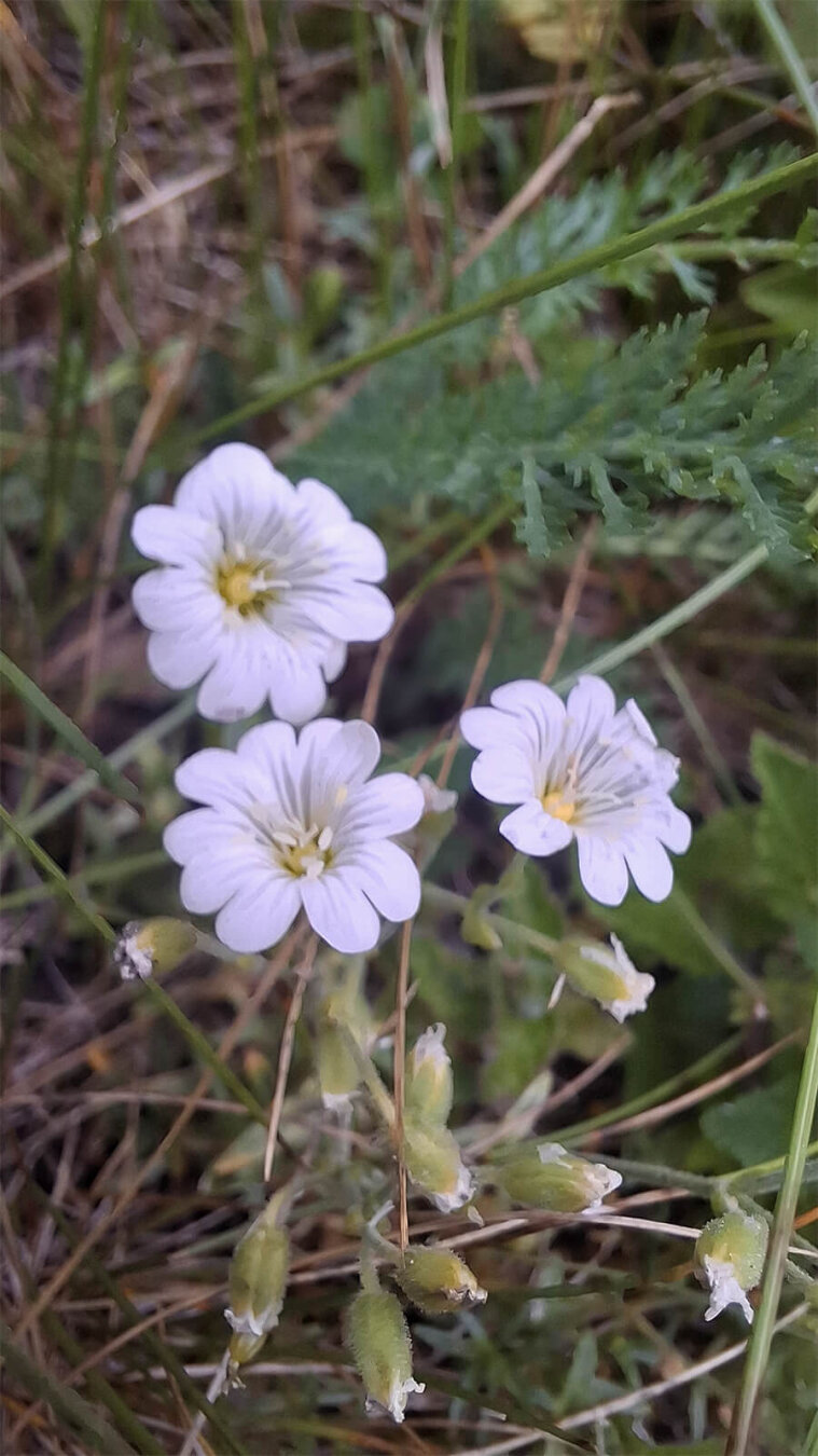 Three white open flowers and, below them, ten closed flowers of a field chickweed (Cerastium arvense, Acker-Hornkraut). Leaves of yarrow are also visible in the background.