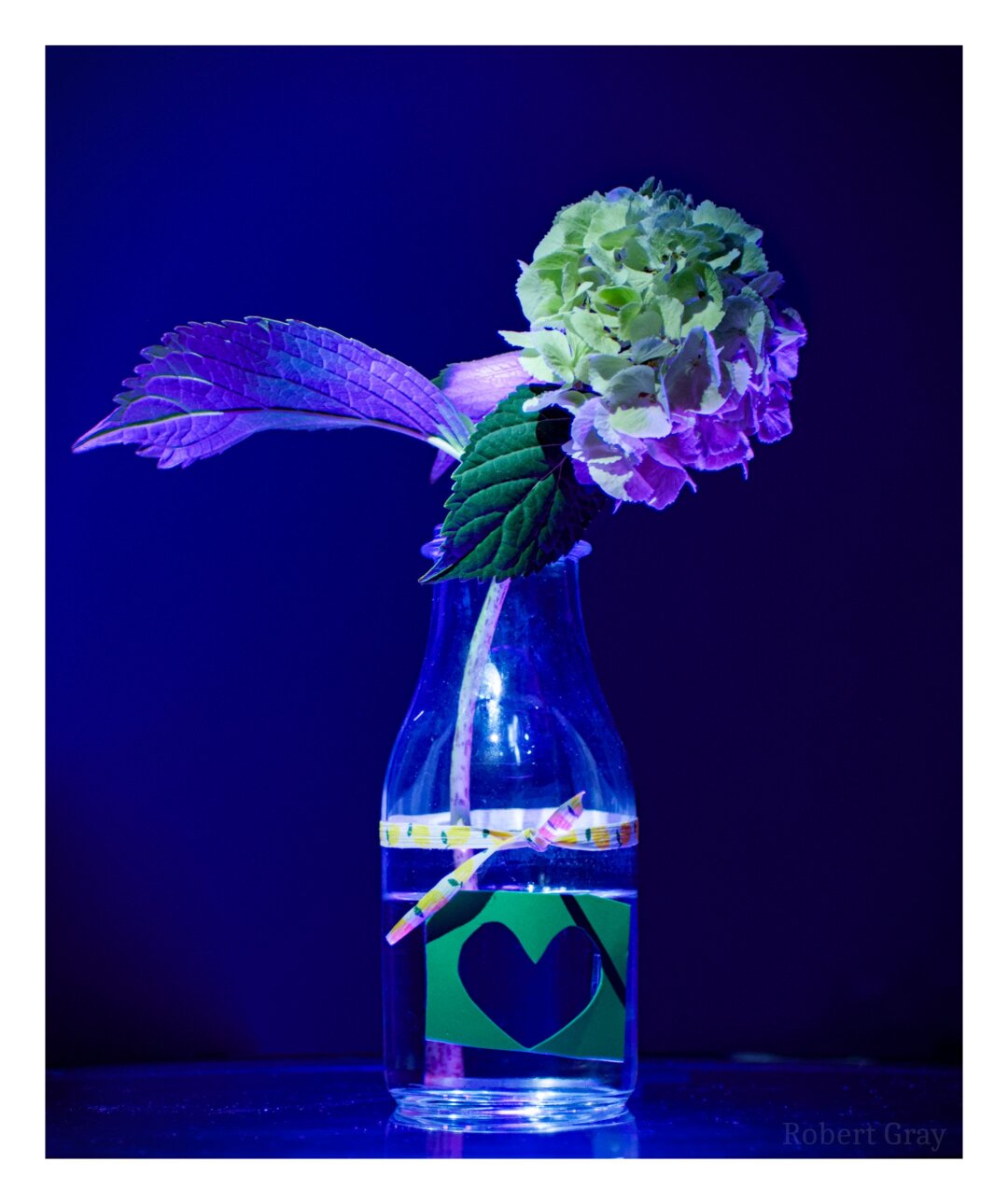 A glass vase with a heart-shape on the front and containing some flowers with green leaves. The flowers are light from below with a lilac coloured light. A white spotlight has been used to pick out some accents of the flowers. The background is also coloured lilac by spill from the light.