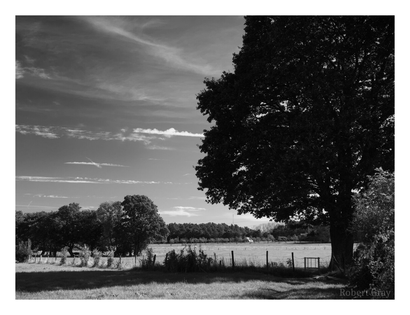 View across a meadow with a large, deciduous tree framing the shot on the right. A simple fence with a wooden gate runs from right to left. In the distance a forest is visible. The sky is dark with streaks of white clouds like candyfloss.