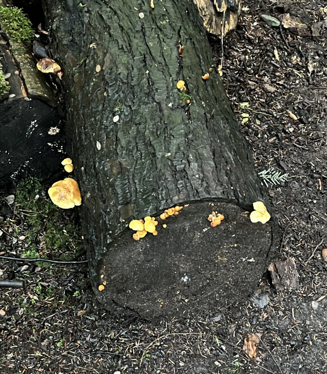 Mushrooms on a log