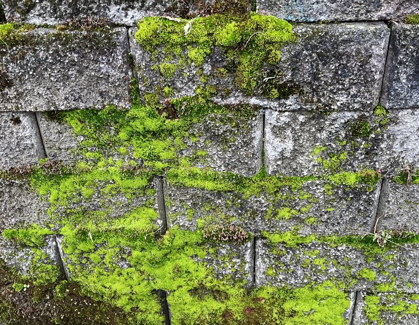 Moss growing on a cement block wall