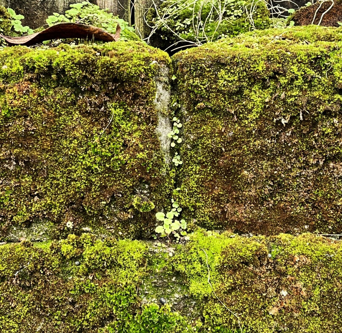 Moss growing on a cement block wall