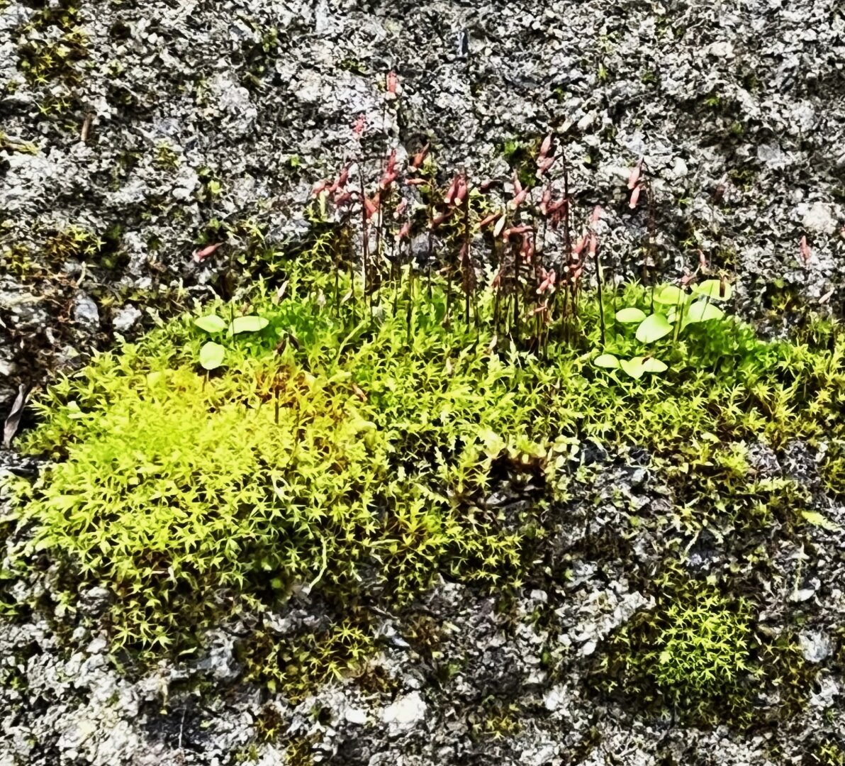 Moss growing on a cement block wall