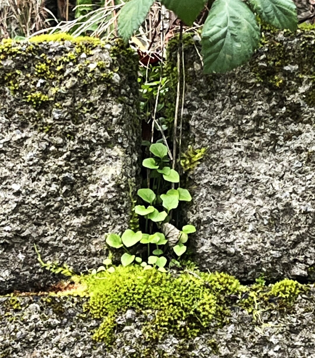 Moss growing on a cement block wall