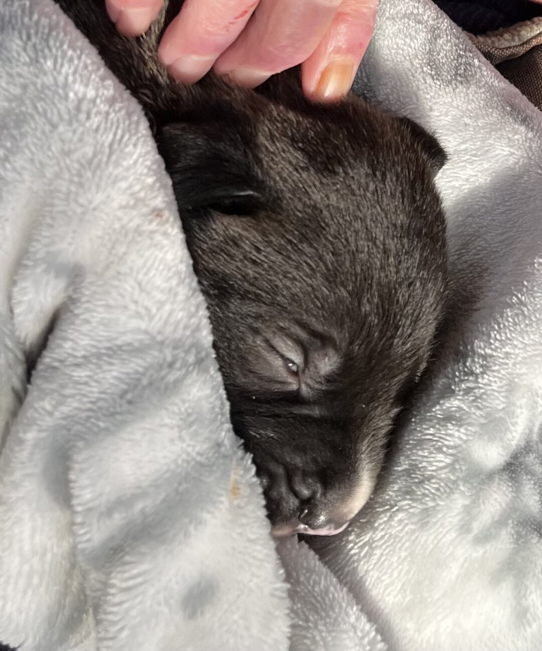Puppy wrapped in a blanket, with its eyes just barely open