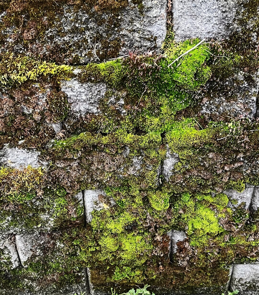 Moss growing on a cement block wall