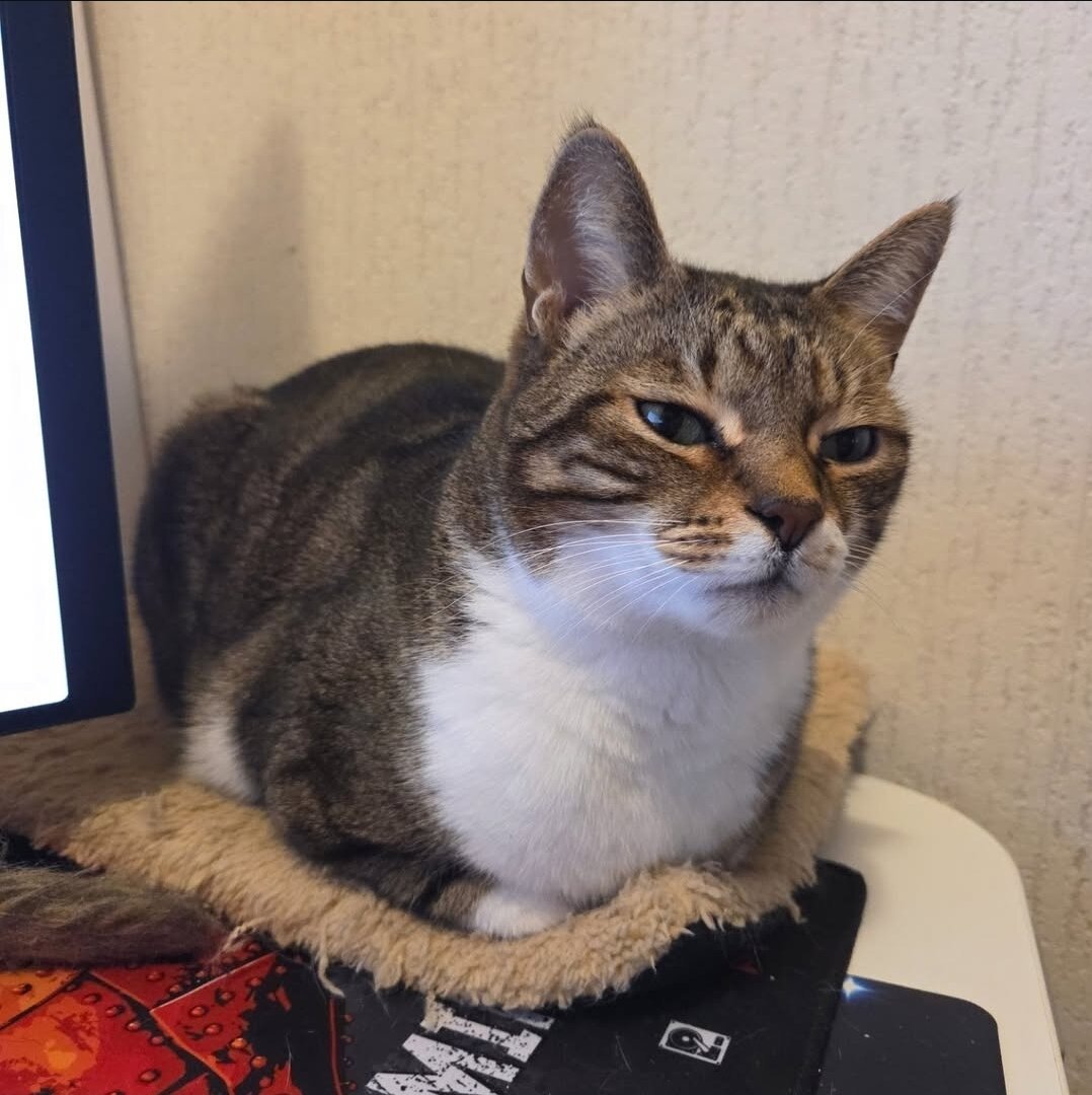 A male tabby cat with white chest fur sits compactly on a fuzzy mat beside a computer monitor. He has a calm yet slightly unimpressed expression, his eyes half-closed as if judging something off-screen.