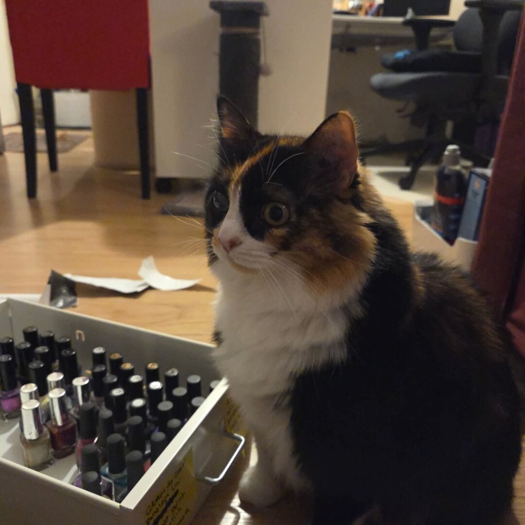 Calico cat sitting alert beside an open drawer of colorful nail polish bottles, looking wide-eyed at something off-camera.