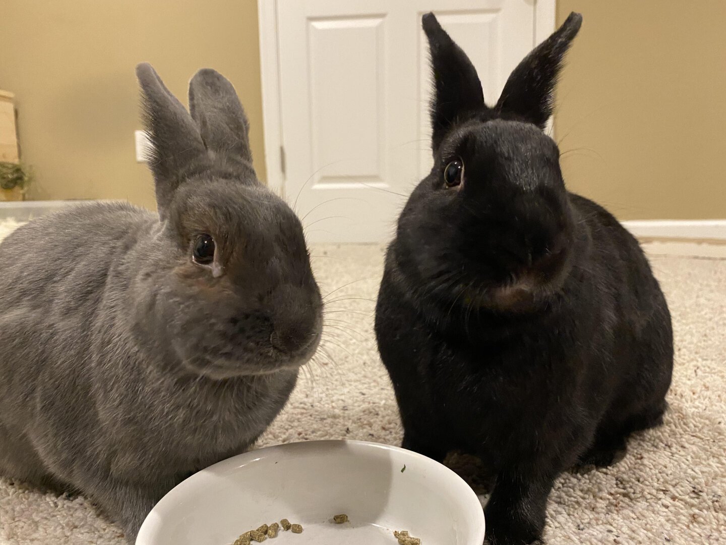 A grey bunny and a black bunny sitting next to each other as they finish their dinner of salad greens