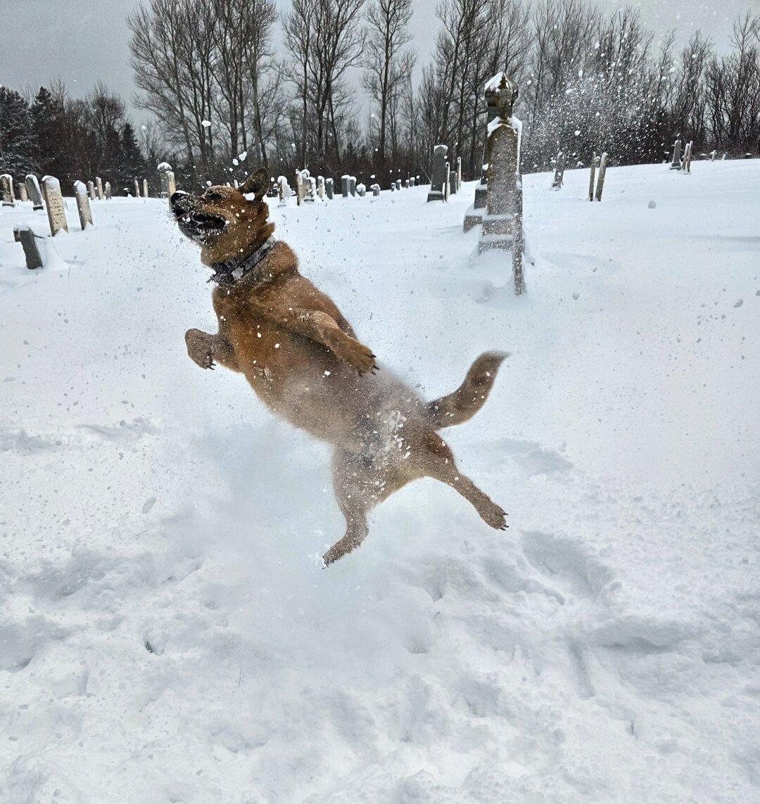 A Red Heeler (Australian Cattle Dog) in snow, leaping into the air to try and catch snow.