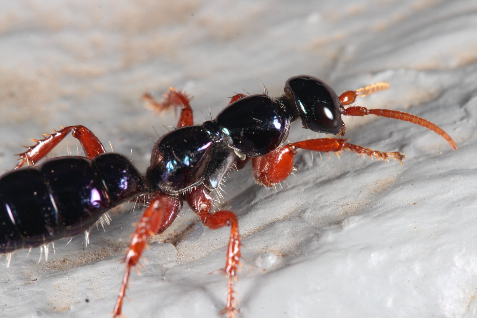 Appears to be a blue ant with red legs standing on a white background