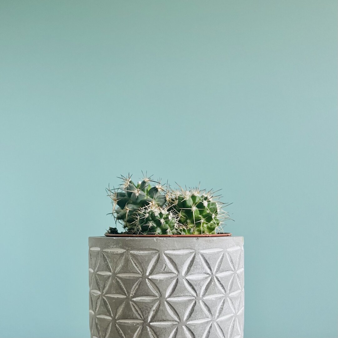 Regalos de Bos.

#cactus #cantabria #torrelavega