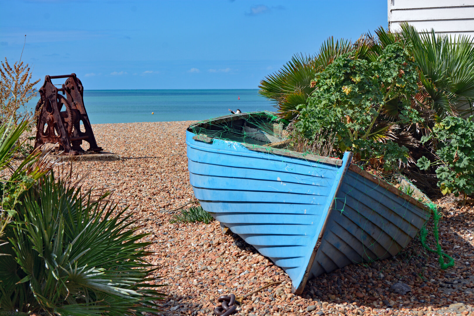 Photo of an abandoned, blue fishing boat resting on the shingle at Brighton beach. Various green plants have started growing in and around it.  There is an old, rusty boat winch nearby. The sea is aquamarine in colour and calm.