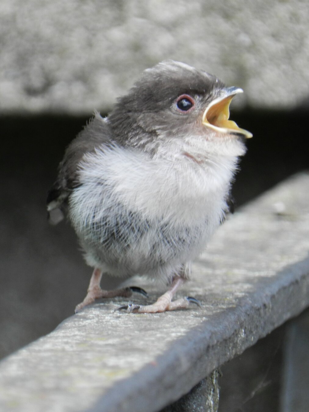 lil birb screaming for mum (he's safe, don't worry)