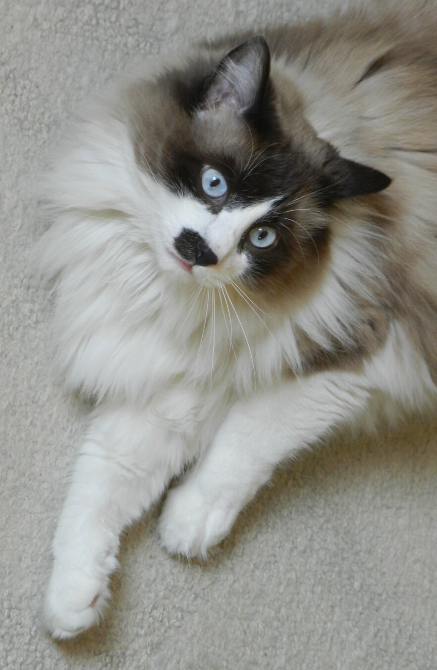 extra-fluffy big meow meow