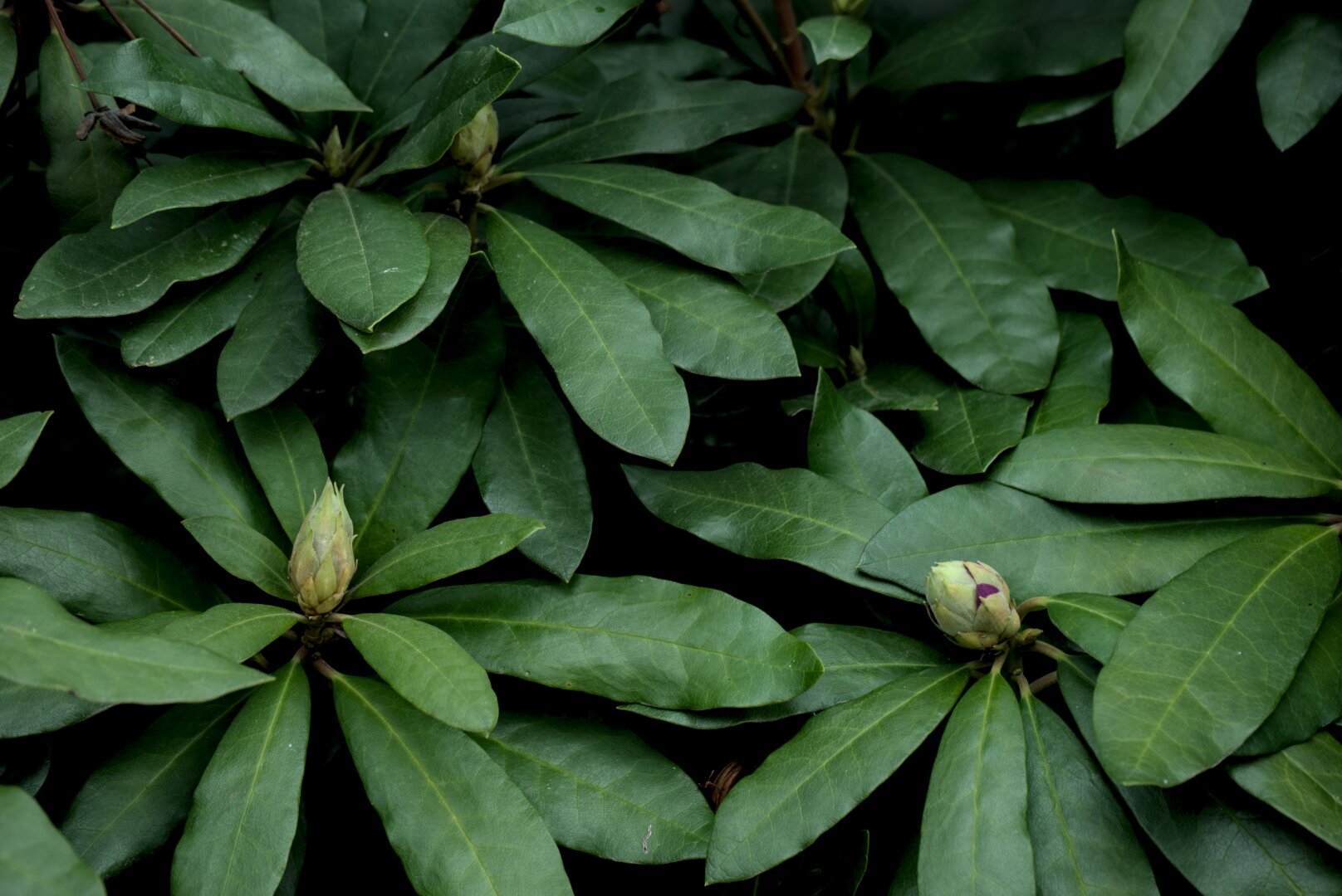 Koyu yeşil yapraklar arasında açmak üzere olan tomurcuklar. Bitkinin yoğun yaprak dokusu arasında yeni hayatın habercisi olan çiçek tomurcukları dikkat çekiyor.