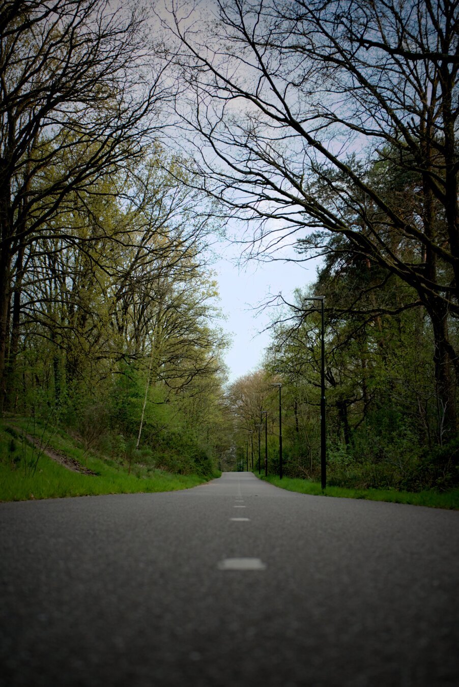 Ağaçlarla çevrili, düz bir asfalt yolun merkezinden çekilmiş bir fotoğraf. Yol, her iki yanında dizilmiş sokak lambaları eşliğinde ormanın derinliklerine doğru uzanıyor. İlkbahar mevsimini yansıtan hafif yeşermiş ağaçlar gökyüzüne doğru uzanıyor.