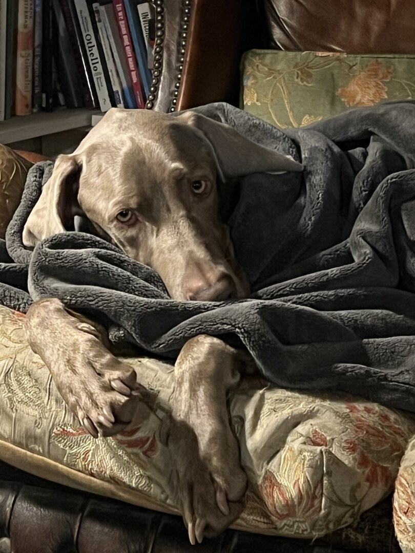 A dog sleeping in a blanket