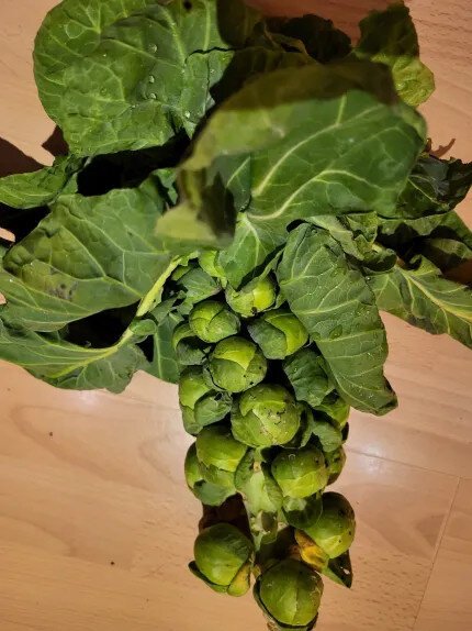 Rosenkohl am Strunk, frisch vom Feld