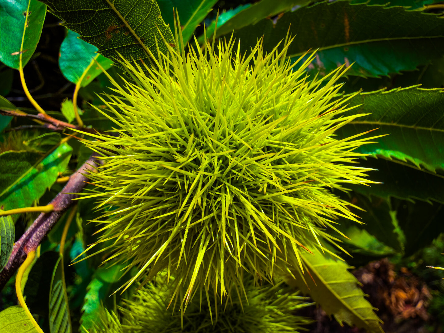 Extreme close-up of a bright lime-green, spiky chestnut burr growing on a tree branch, surrounded by vibrant green leaves.