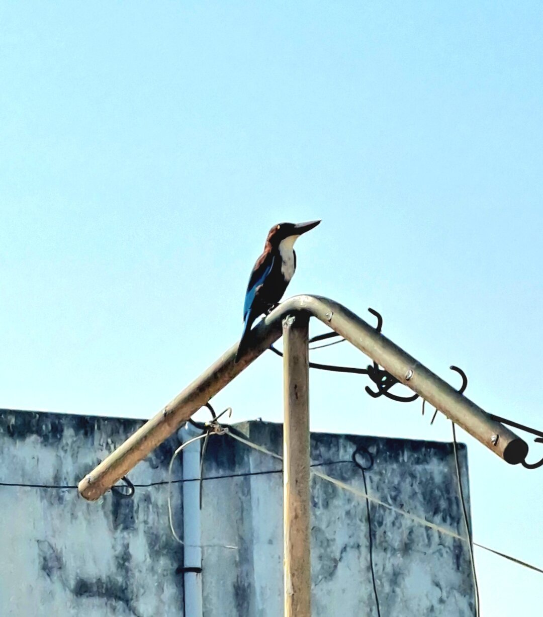 Yearly kingfisher visit to town. She's perched on an arrow shaped row looking towards the sky.