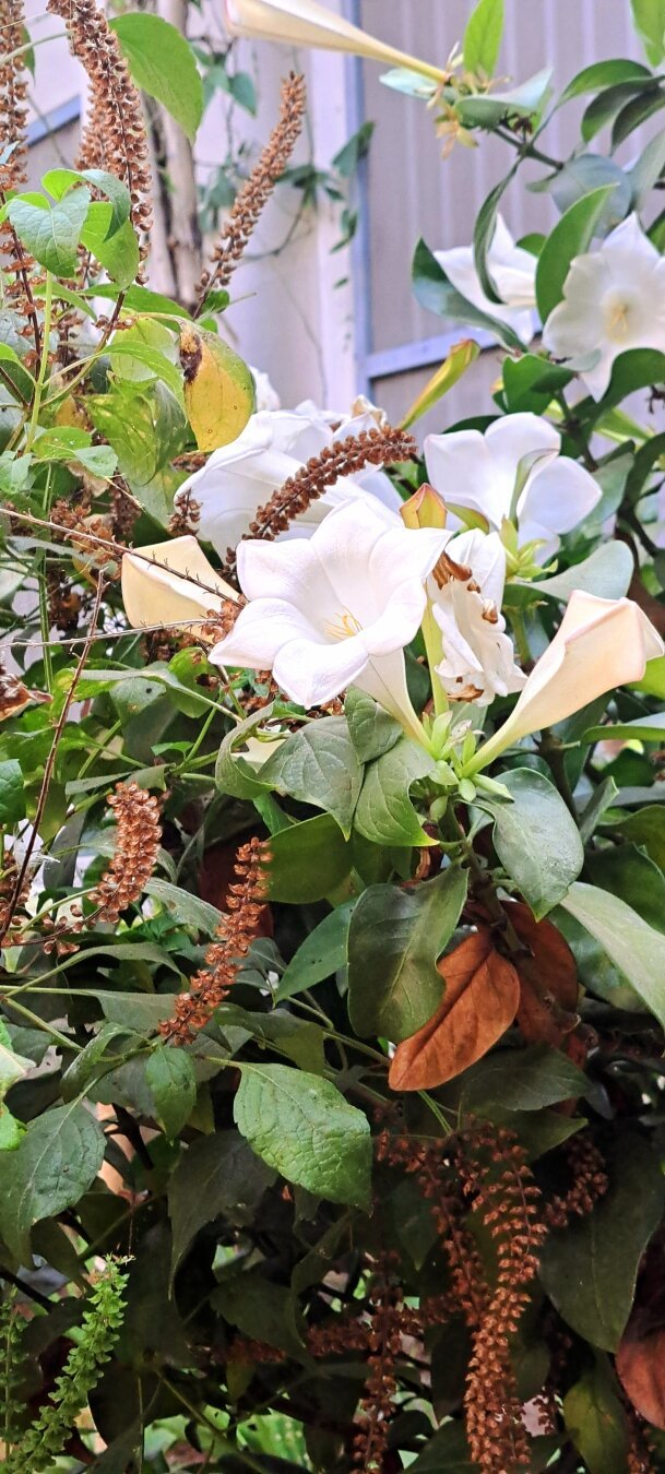 Blooming Dhatura flowers in the garden.