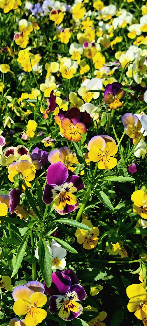 Lovely pansy flowers blooming on a sunny day.