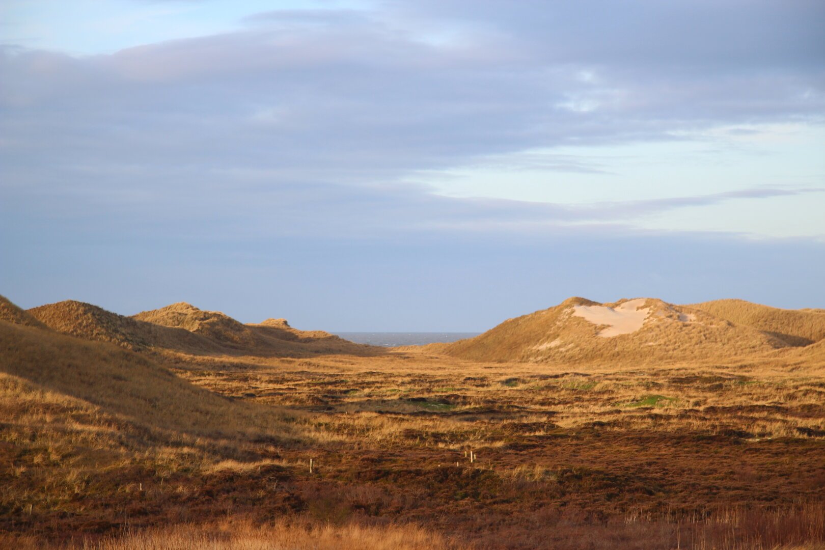 Foto einer Dünenlandschaft der Nordseeküste. Das Dünengras ist bräunlich und gelblich und kontrastiert mit dem blauen und grauen Himmel. Das Meer selbst ist nicht zu sehen, wird aber impliziert für Menschen, die schonmal in so einer Landschaft waren.