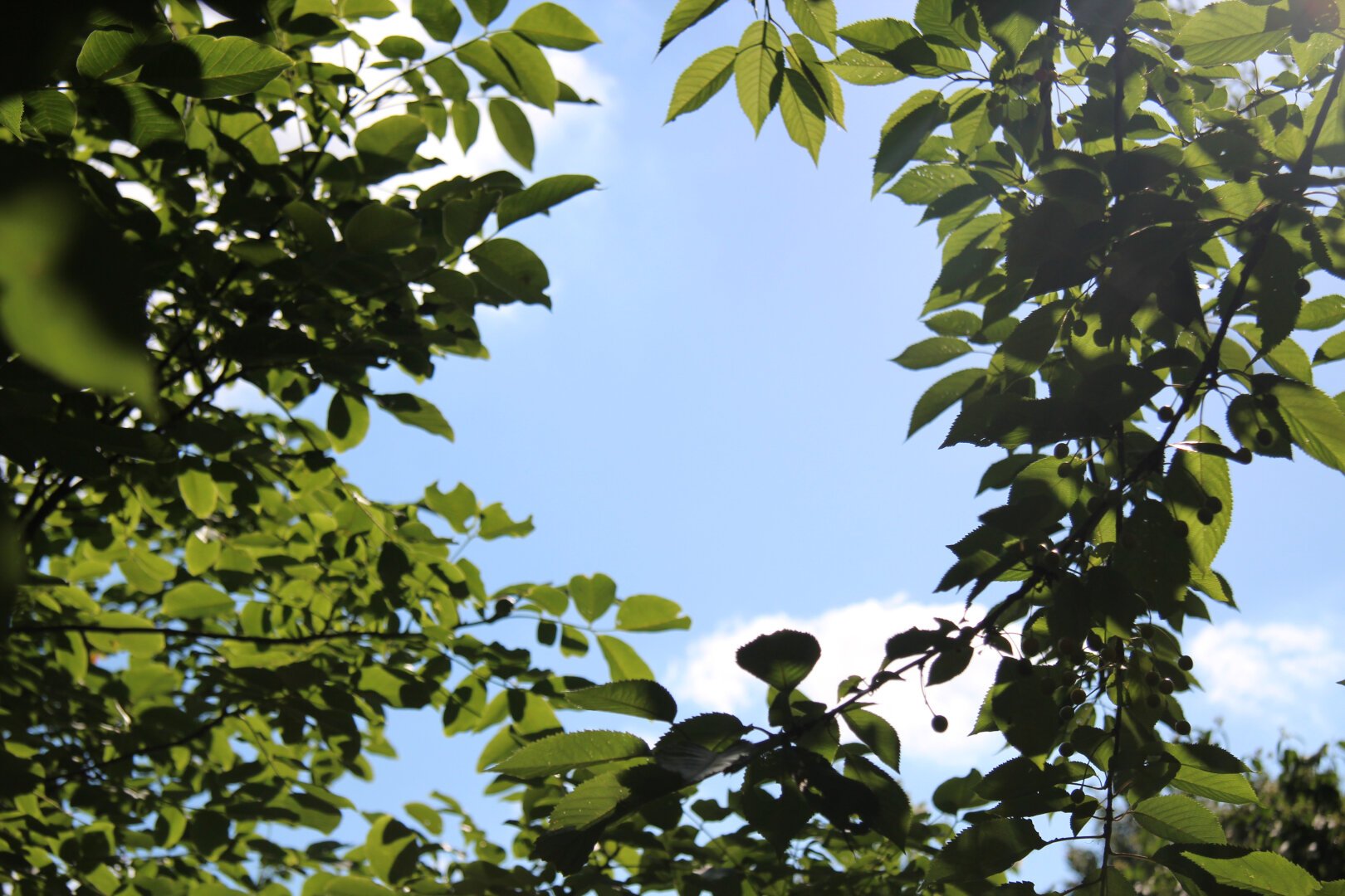Grüne Blätter im Vordergrund. Diese geben eine Lücke in der Bildmitte frei. Im Hintergrund der Himmel.