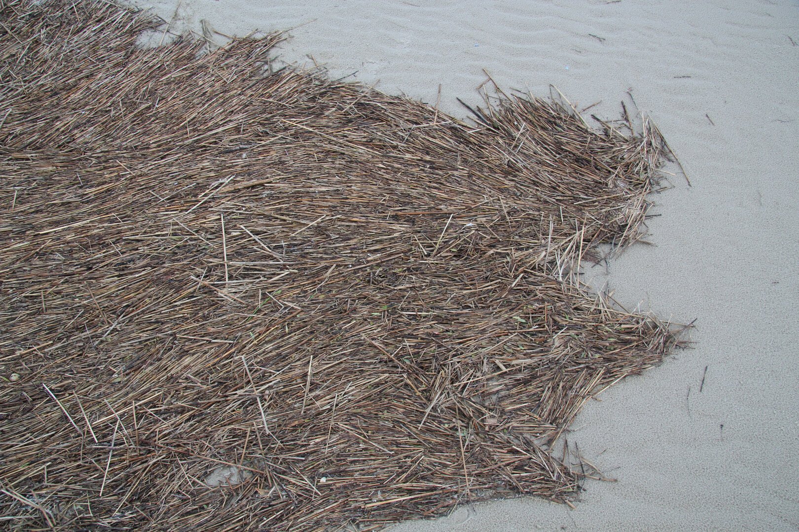 Im Spülsaum eines Sandstandes ist Reet agesült und bildet eine abstrakte Form