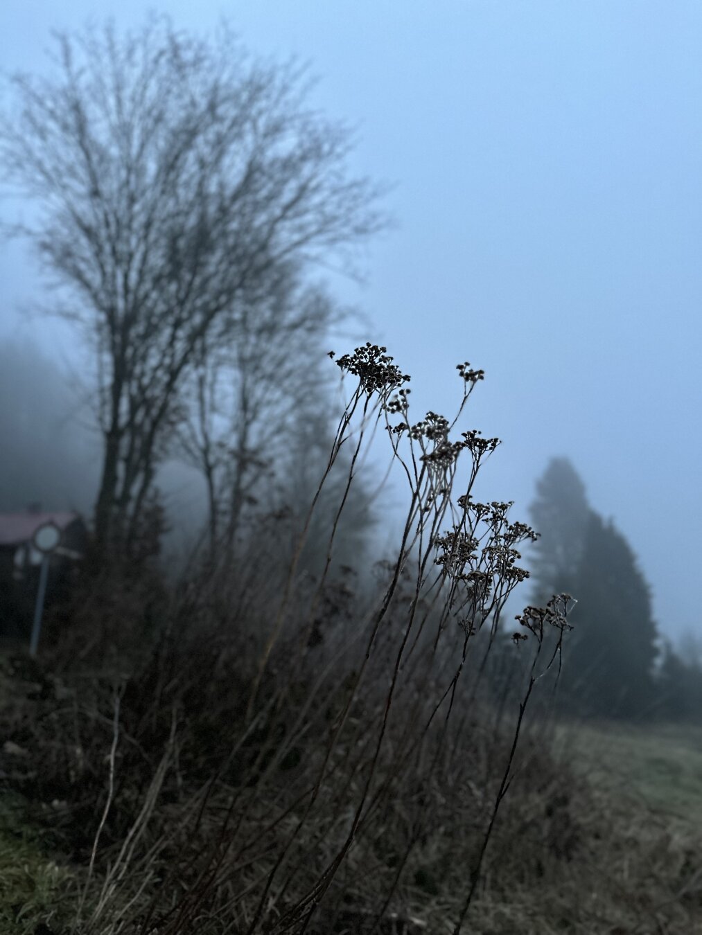 The image depicts a foggy outdoor scene with dried plants in the foreground. These plants have thin, tall stems with small clusters of dried seed heads. In the background, there is a large, leafless tree with its branches extending into the misty sky, creating a soft, blurred silhouette. Further in the background, faint outlines of evergreen trees and a small house with a red roof can be seen, partially obscured by the fog.
It’s cool and wet outside and you can feel it in your bones.