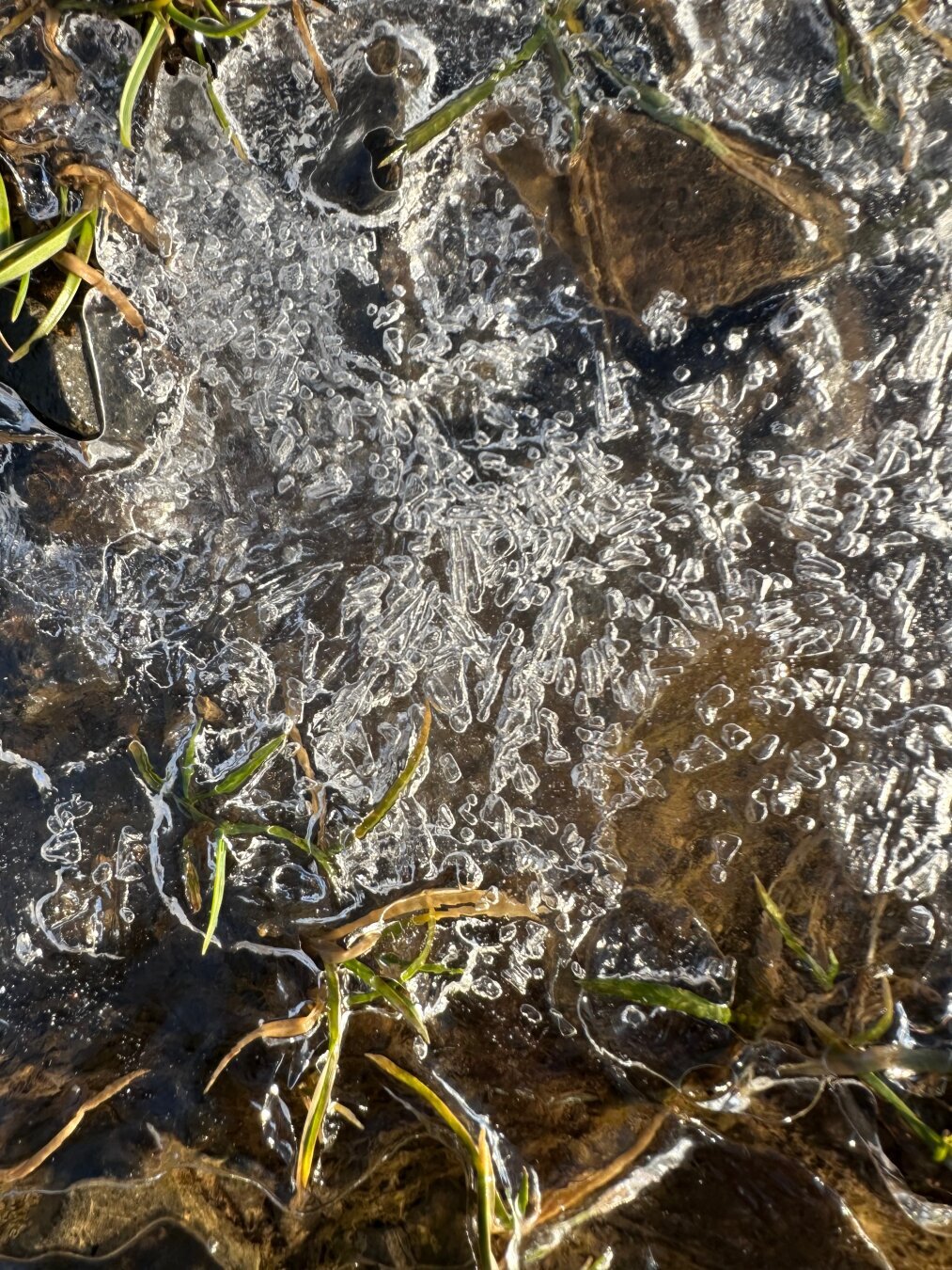 Grass under ice, Makrophotography