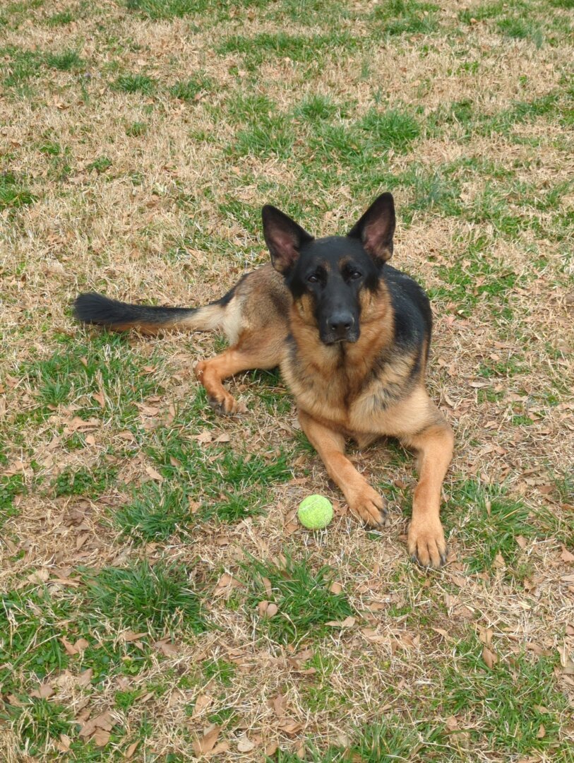 A German Shepherd Dog laying in the yard with a tennis ball to his right.